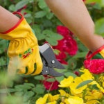 Best Thorn Proof Gardening Gloves 2024
