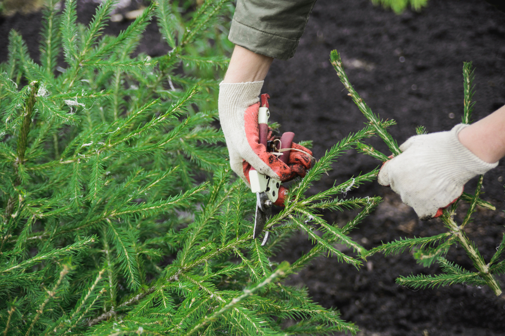 The Right Gloves Can Protect Against Christmas Tree Needles