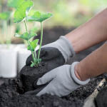 Best Waterproof Gardening Gloves 2024