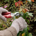 Best Rose Pruning Gloves 2024